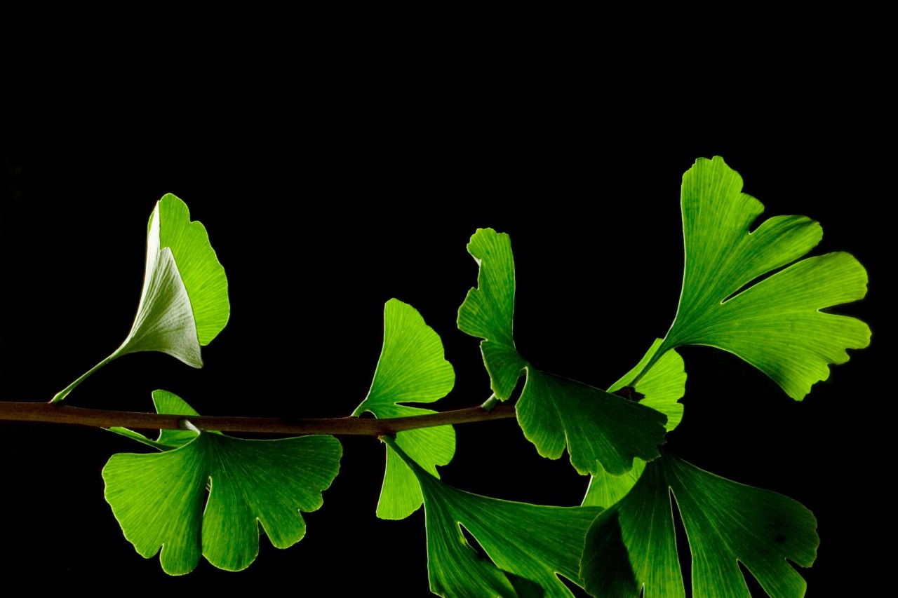 Ginkgo_Biloba_Leaves_-_Black_Background